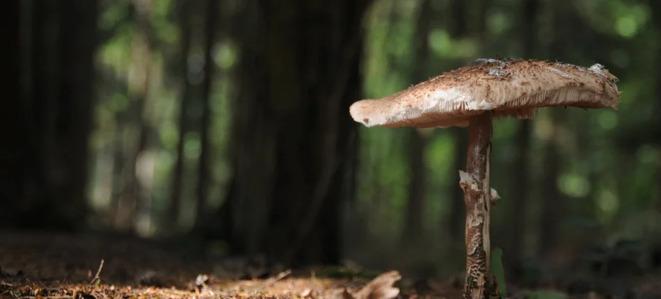 Fakty i mity na temat grzybów - Obrazek nagłówka