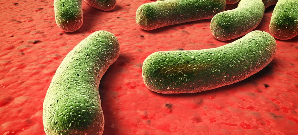 Bakterie od brata uratowały życie trzylatka - Obrazek nagłówka
