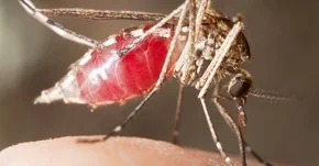 Coraz bliżej skutecznej szczepionki przeciw malarii