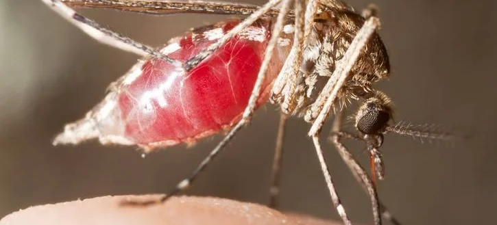 Coraz bliżej skutecznej szczepionki przeciw malarii - Obrazek nagłówka