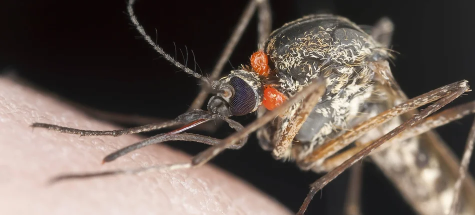 Denga w Japonii – pierwszy raz od 70 lat - Obrazek nagłówka