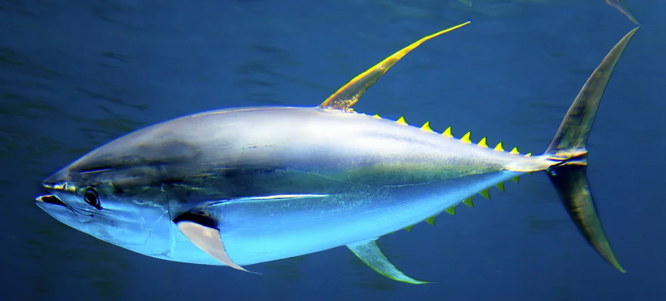 W ciąży lepiej unikać tuńczyka - Obrazek nagłówka