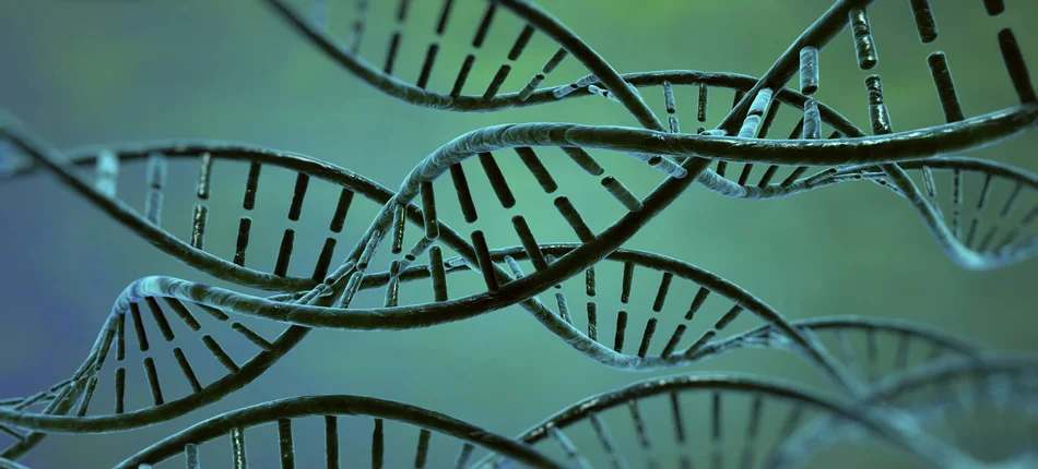 CRISPR trafia pod strzechy - Obrazek nagłówka