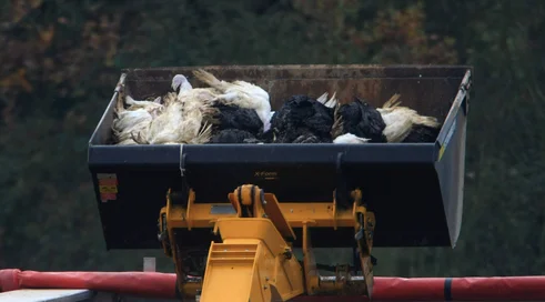 Bird Flu Outbreak At Suffolk Poultry Farm Confirmed As Infectious H5N1