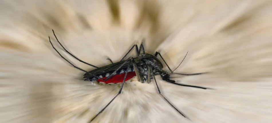 3 powody, dla których komary nie kochają wszystkich ludzi tak samo - Obrazek nagłówka