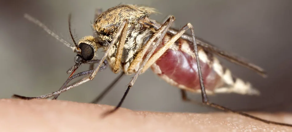 Malaria kryje się w kościach - Obrazek nagłówka