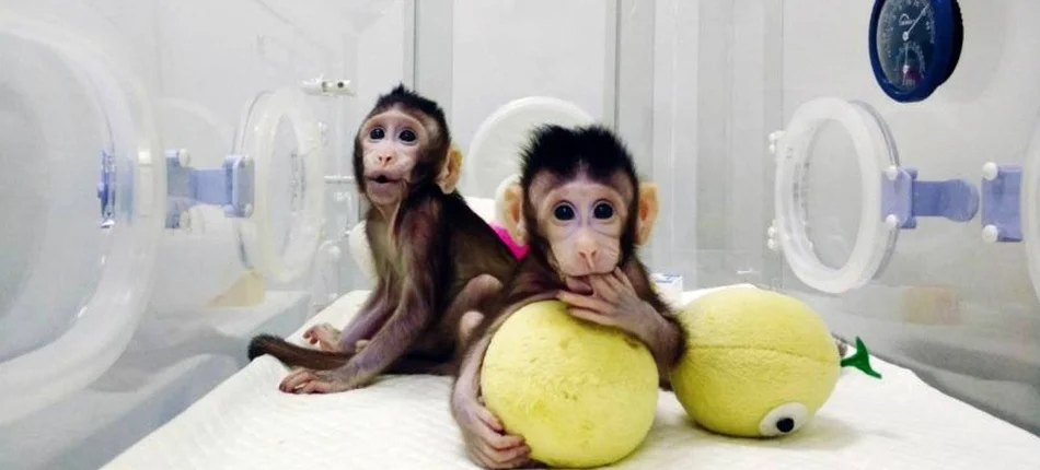 Małpy jakich mało - Obrazek nagłówka