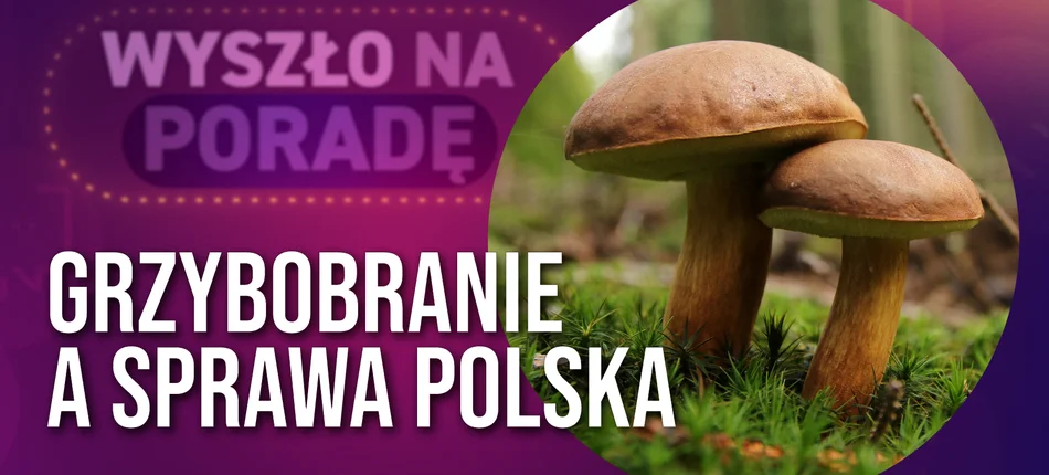 Jak przeżyć sezon na grzyby? - Obrazek nagłówka