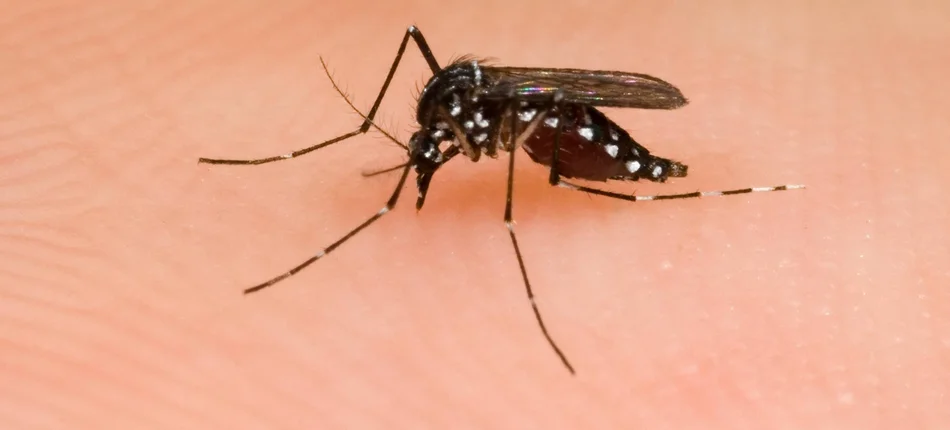 Egzotyczne komary i tropikalne choroby staną się problemem Wielkiej Brytanii? - Obrazek nagłówka