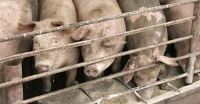 Alarmujący wzrost stosowania antybiotyków w hodowli zwierząt