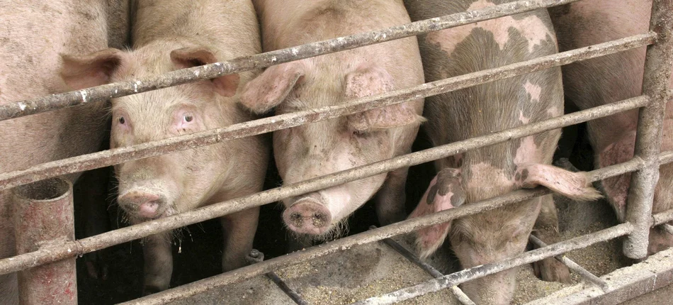 Alarmujący wzrost stosowania antybiotyków w hodowli zwierząt - Obrazek nagłówka