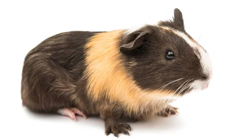 guinea pig on a white background