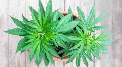 cannabis plant in flowerpot