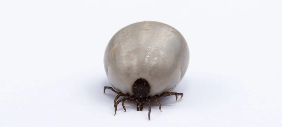 KIDL: tick testing for Lyme disease cannot be done in medical laboratories - Header image