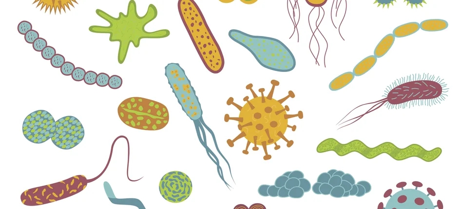 WHO: Coraz więcej bakterii lekoopornych - Obrazek nagłówka