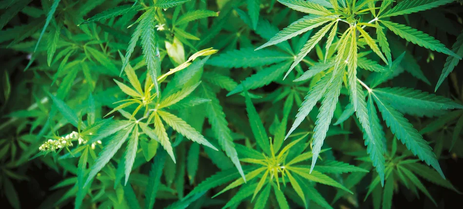 Marihuana w gąszczu przepisów  - Obrazek nagłówka