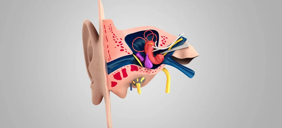 Badania przesiewowe narządów zmysłów - profilaktyka i oszczędność - Obrazek nagłówka
