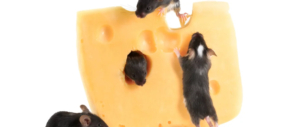 Myszy groźniejsze niż szczury - Obrazek nagłówka