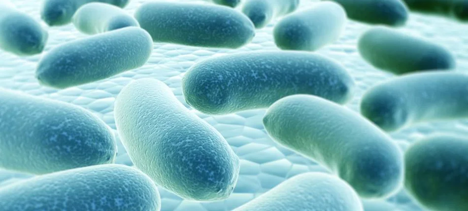 Bakterie dziękują za odporność - Obrazek nagłówka