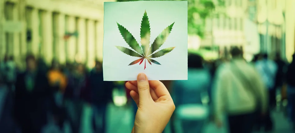 (Nie)zaskakujący efekt legalizacji „rekreacyjnej” marihuany - Obrazek nagłówka