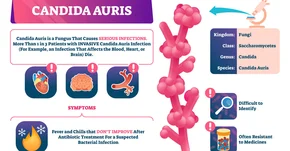 Candida auris - śmiercionośny grzyb niepokoi badaczy