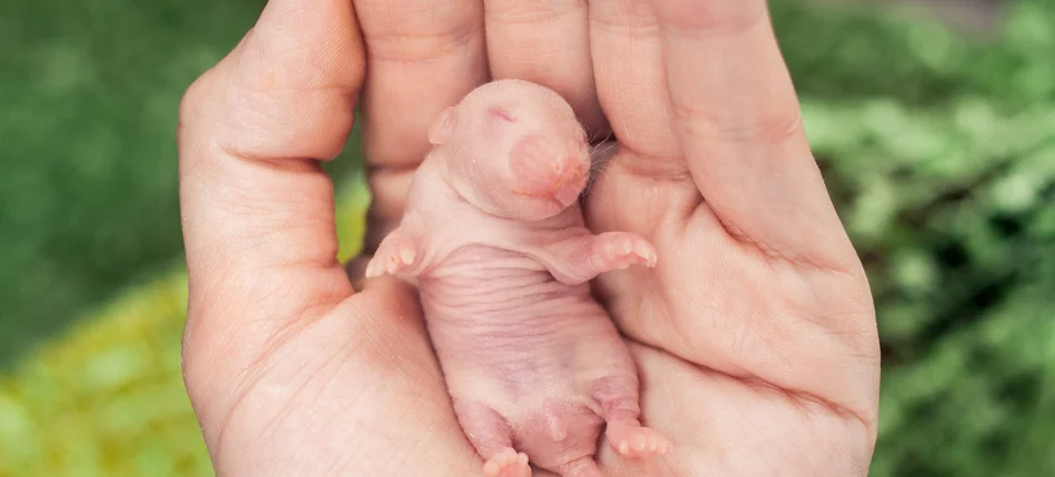 Powstaną szczury z ludzkimi trzustkami - Obrazek nagłówka