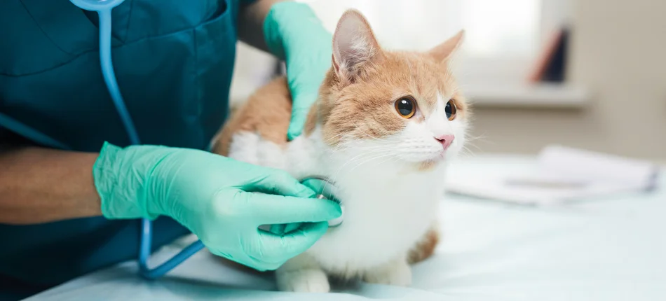 Nie tylko polskie koty chorują na ptasią grypę - Obrazek nagłówka