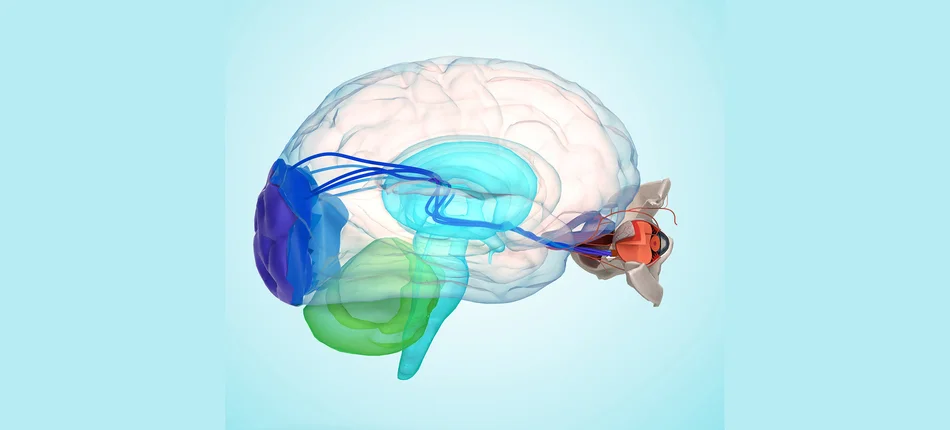 Mózg kamufluje wczesne objawy jaskry - Obrazek nagłówka