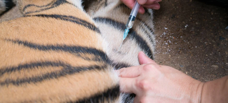 Zwierzęta z ogrodów zoologicznych otrzymują eksperymentalne szczepionki przeciwko koronawirusowi - Obrazek nagłówka