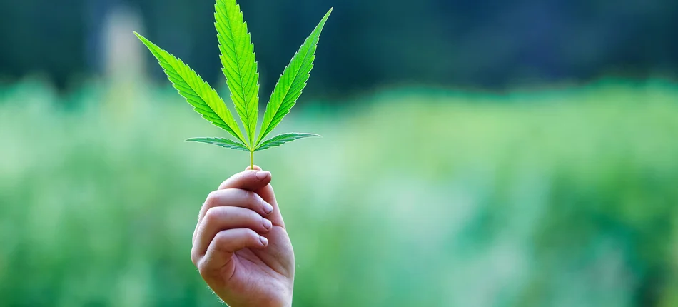 Kolejny kraj legalizuje marihuanę - Obrazek nagłówka