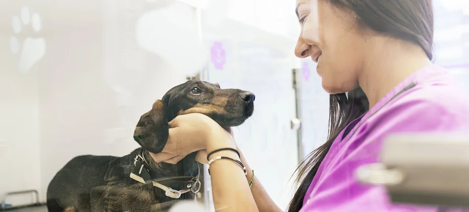 FDA pochyla się nad losem psów laboratoryjnych - Obrazek nagłówka