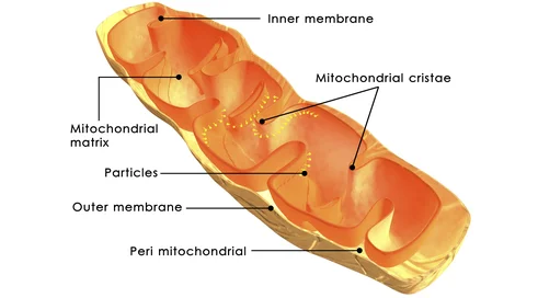 mitochondrium_ThinkstockPho