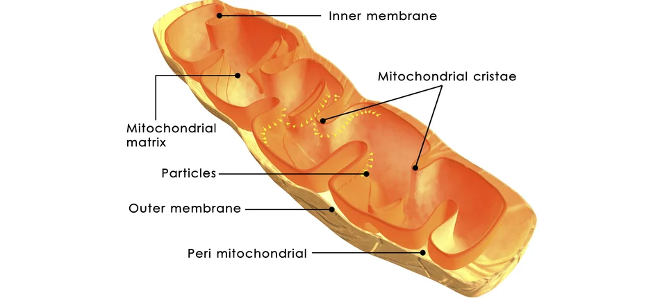 Sposób na błędy w mitochondrialnym DNA - Obrazek nagłówka