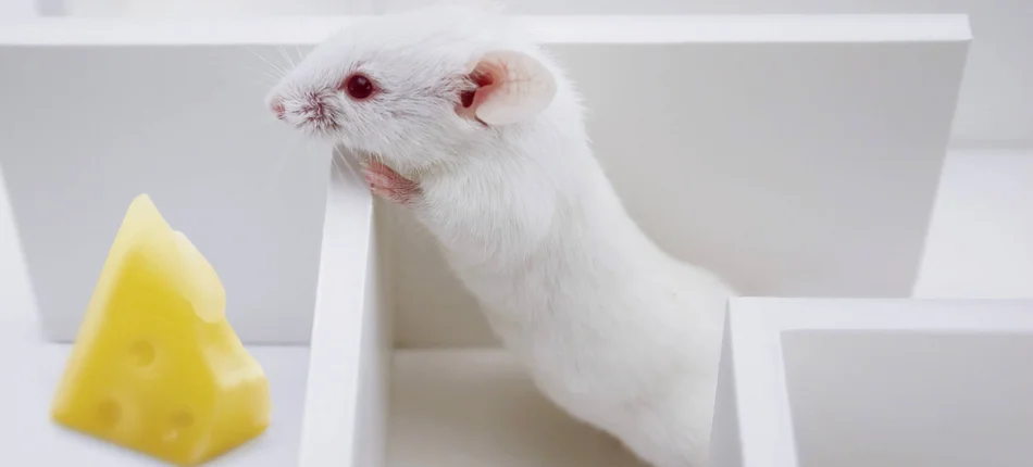 Mysz z „humanizowanym” mózgiem - Obrazek nagłówka