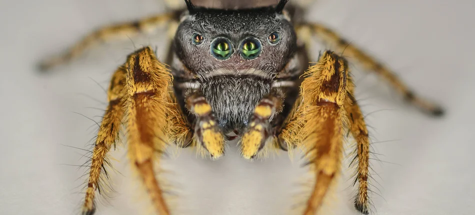 Nowe leki przeciwbólowe kryją się w jadzie pająków - Obrazek nagłówka