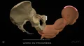 W SUM powstaje pierwszy w skali w kraju: “Atlas Porodu 3D”