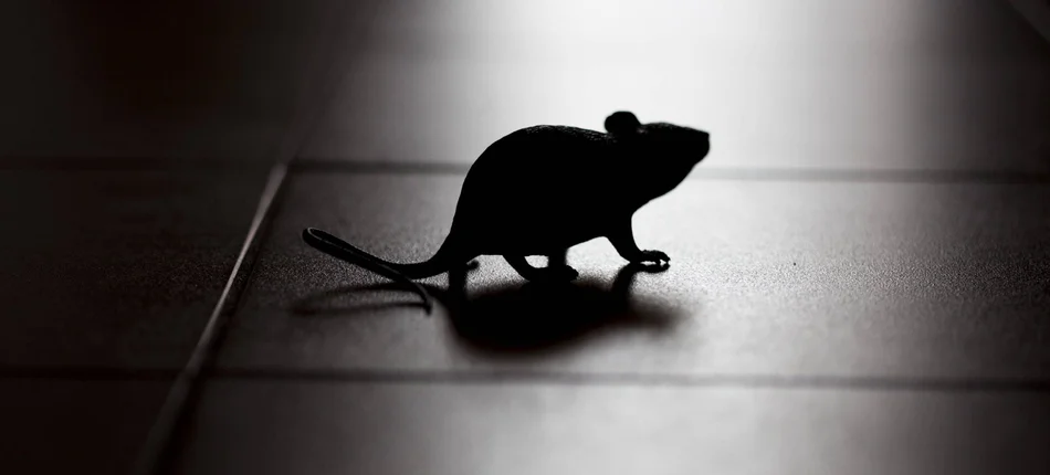 Korupcja i szczury - Obrazek nagłówka
