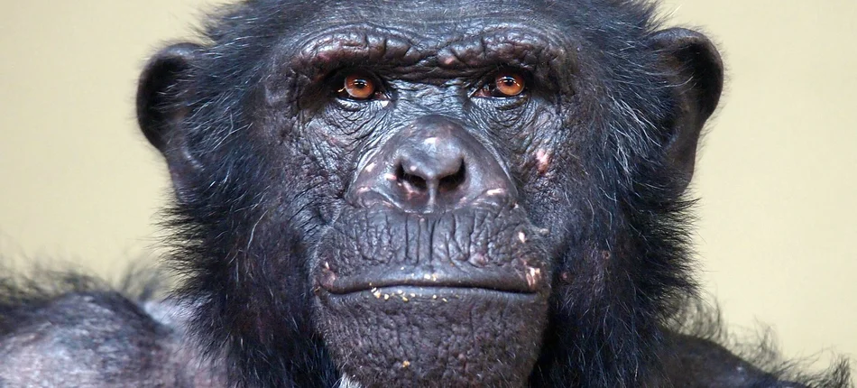 Mózgi szympansów pomogą odkryć lek na chorobę Alzheimera? - Obrazek nagłówka