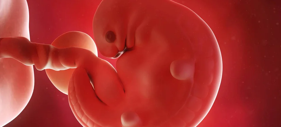 Wyhodowano pierwsze na świecie sztuczne embriony - Obrazek nagłówka
