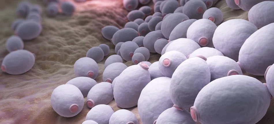 USA: Zabójczy grzyb zainfekował kilkadziesiąt osób - Obrazek nagłówka