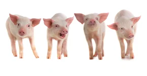 Świnie GMO nadzieją transplantologii