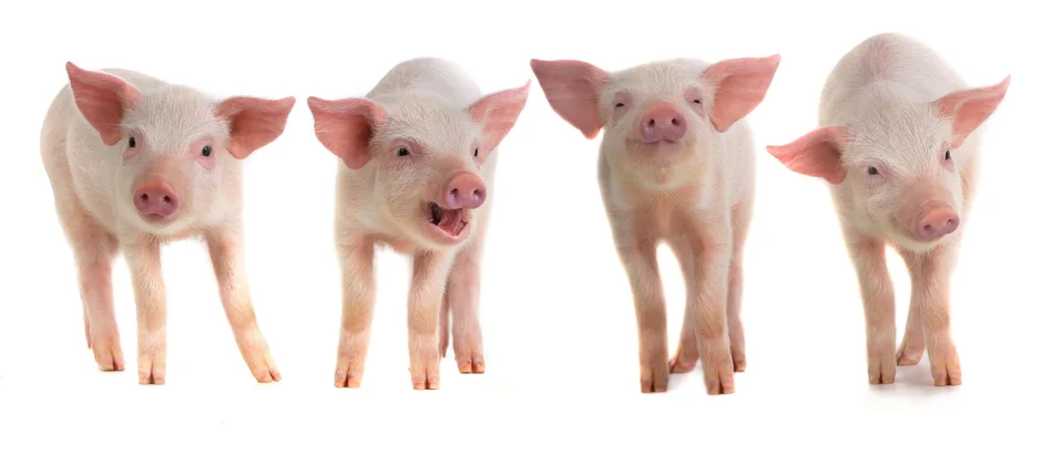 Świnie GMO nadzieją transplantologii - Obrazek nagłówka