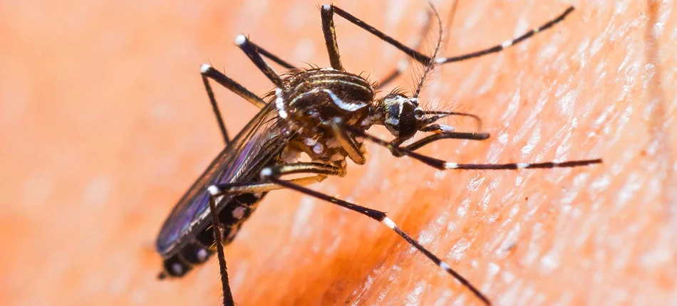 GIS ostrzega przed wirusem zika - Obrazek nagłówka