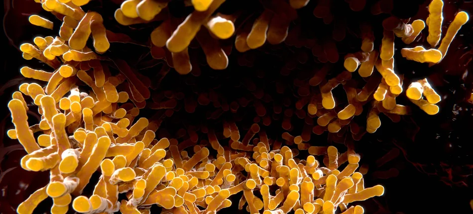 Roślinne wsparcie w walce z lekoopornością bakterii - Obrazek nagłówka