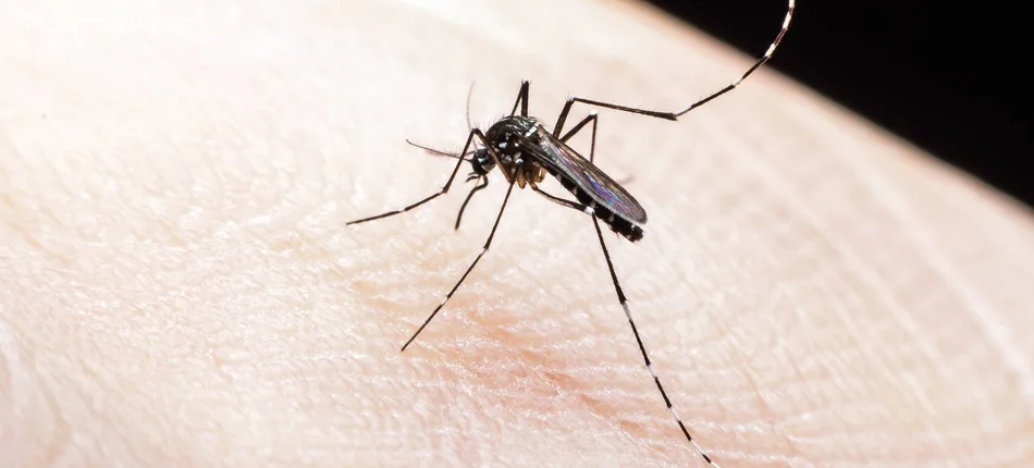 Zika: koniec stanu nadzwyczajnego zagrożenia - Obrazek nagłówka