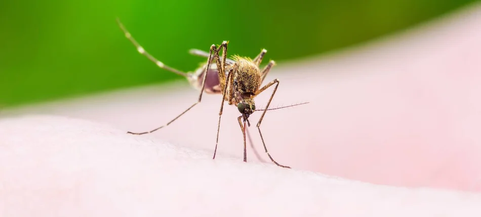 Światło kontra malaria - Obrazek nagłówka