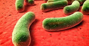 SM: Za rzuty odpowiadają bakterie jelitowe?
