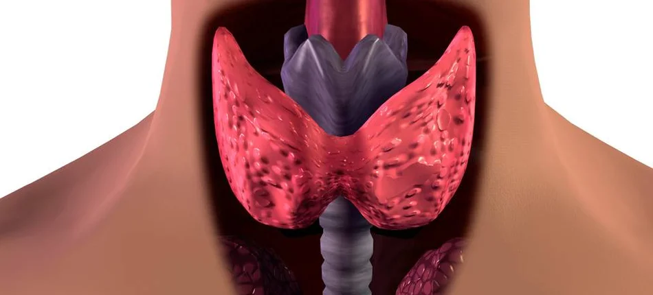 Strengthen your thyroid with diet - Header image