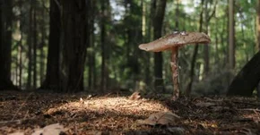 Fakty i mity na temat trujących grzybów