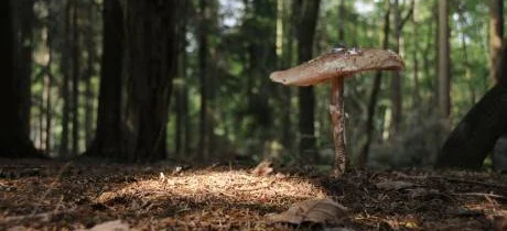 Fakty i mity na temat trujących grzybów - Obrazek nagłówka